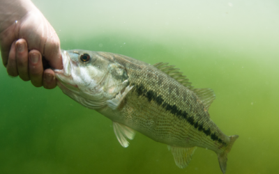 What are Spotted Bass?