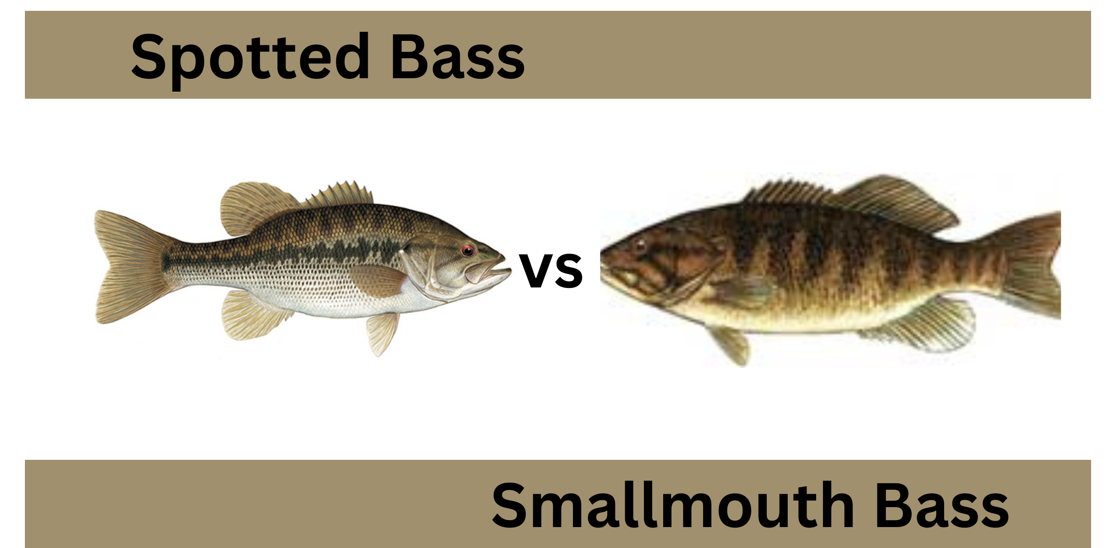 Smallmouth Bass vs. Spotted Bass